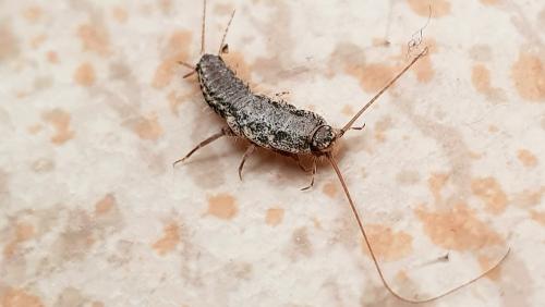 Ctenolepisma lineata